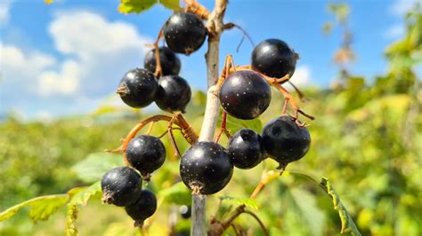 Zber čiernych ríbezlí v záhrade