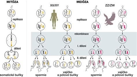 Schematické znázornenie meiózy a mitózy