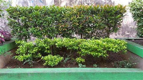 Ilustračná fotografia záhrady s kompostérom