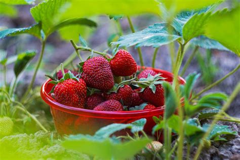 Ilustračná schéma zasadených jahôd s cesnakom v strede hriadky