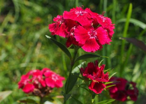 Detailná fotografia kvitnúceho klinčeka sivého s charakteristickými listami