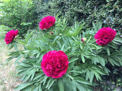 Infografika zobrazujúca liečivé účinky rôznych častí pivonky.