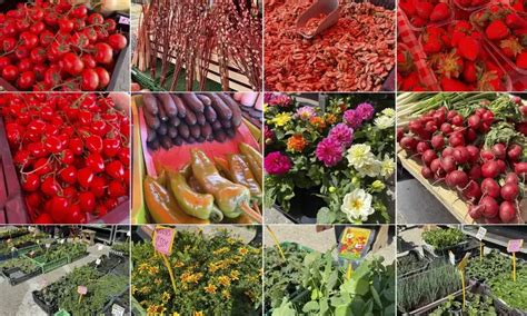 Tematická fotografia kvetinárstva s bohatou ponukou rastlín