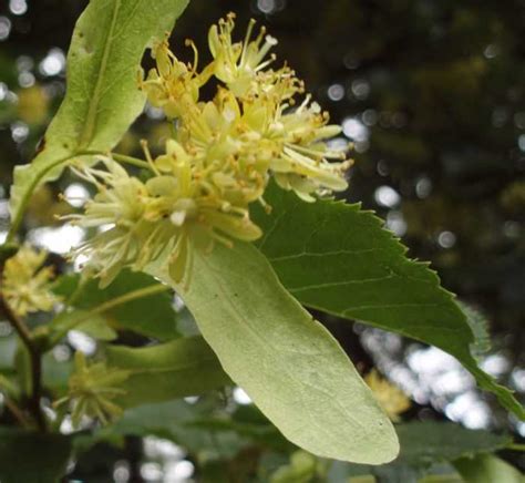 Ilustračná fotografia broskyňového stromu v kvete
