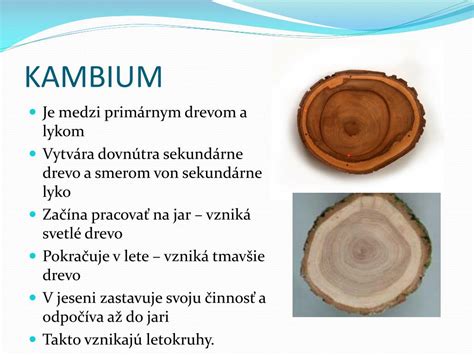 Schéma prierezu kmeňa s vyznačenou kôrou, lykom a drevom, znázorňujúca miesta vzniku mrazových trhlín