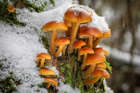 Fotografia: hliva ustricovitá a plamienka zamatovohlúbiková rastúce v zime
