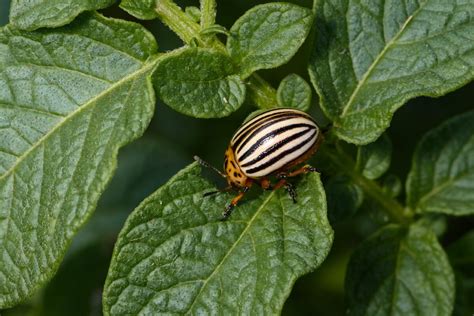 Fotografia dospelej pásavky zemiakovej so zreteľnými pruhmi