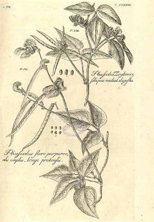 Ilustrácia malých zelených mungo fazuliek