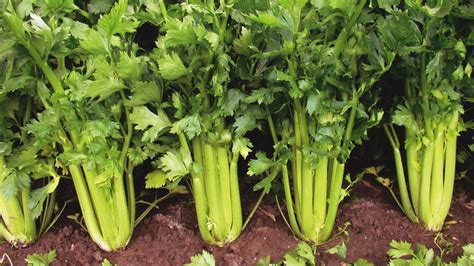 Schéma rozdelenia zeleru na buľvový, stopkový a listový druh s ich typickými znakmi