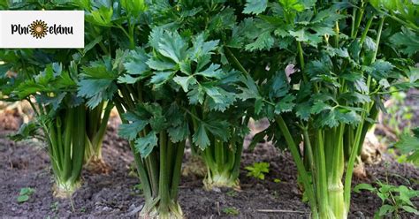 Infografika znázorňujúca proces pikírovania mladých rastliniek zeleru do sadbovačov