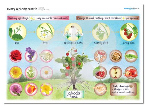Schéma rastliny tymianu s označením stoniek, listov a kvetov