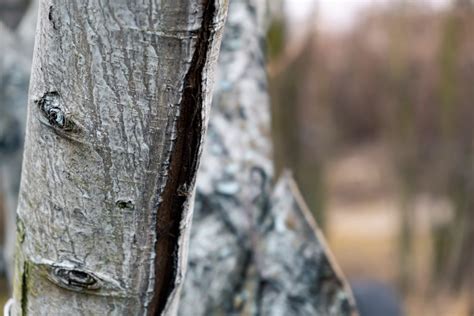 Ilustrácia znázorňujúca rôzne príčiny praskania kôry na ovocných stromoch (mráz, hlodavce, slnko)