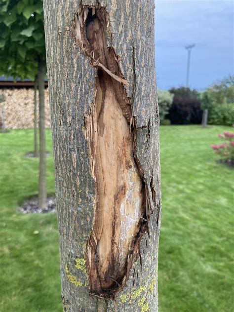 Detailné zábery ošetrovania praskliny na kôre ovocného stromu