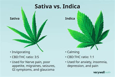 Infografika: Porovnanie rastlín Cannabis sativa (technické konope) a Cannabis indica