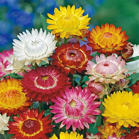 Schéma dozrievania semien kvetov a správneho momentu na ich zber