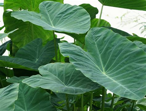 Ilustrácia Colocasia esculenta (taro) s charakteristickými listami