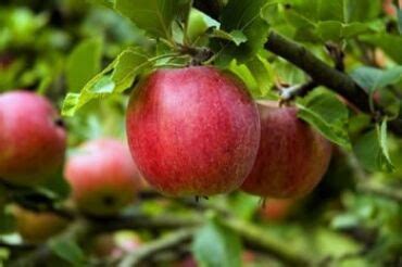 Detailná fotografia plodov Jonagold na strome