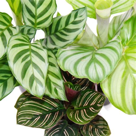 Variabilita rastlín láskavca s rôznymi farbami súkvetí a listov