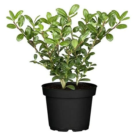 Krušpán v kvetináčoch na terase