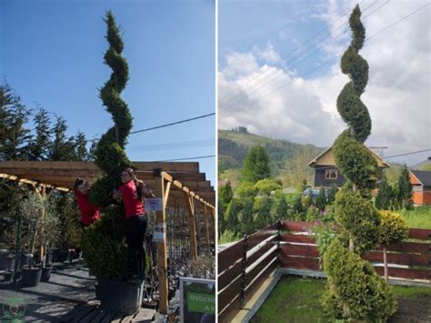 Detail tvarovaného krušpánu v podobe špirály