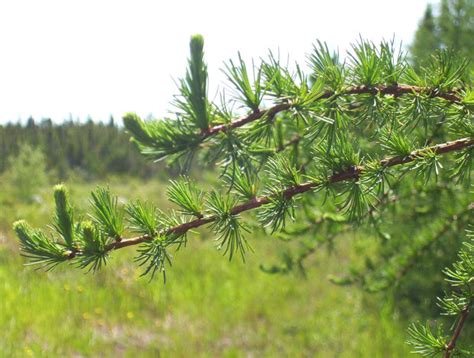 Rôzne druhy cyprusovcov s charakteristickým tvarom a farbou ihličia