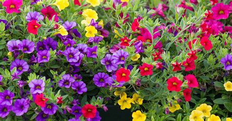 Detailné foto kvetov Calibrachoa Million Bells v rôznych farbách