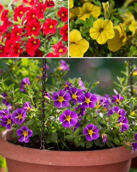 Závesné koše s Calibrachoa Million Bells na slnečnom balkóne