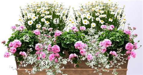 Príklad kombinovanej výsadby Million Bells s inými balkónovými kvetmi