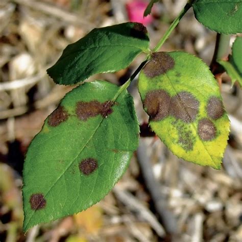 Ilustrácia napadnutých listov ruží voškami