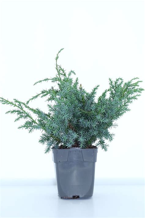 detailné foto ihličia Juniperus chinensis 'Blue Alps' s charakteristickou modrastou farbou