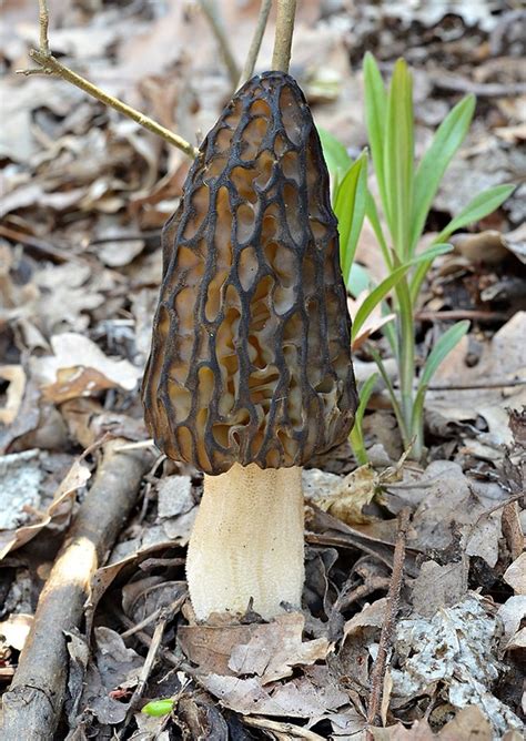 Fotografia: Smrčok vysoký MEL-8