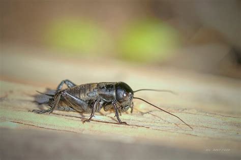 Svrček poľný (Gryllus campestris) v prirodzenom prostredí