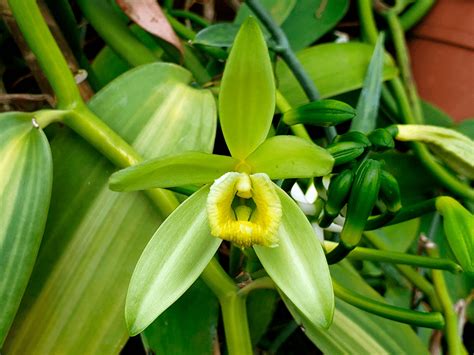 ilustrácia rastliny Vanilla planifolia s lianami a kvetmi