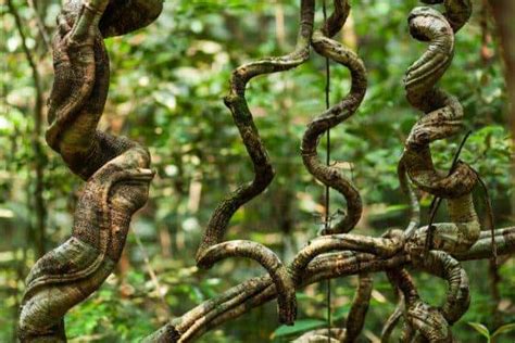 ilustrácia pestovanej vanilkovej liany na opore