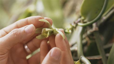 fotografia ručného opeľovania kvetu vanilky