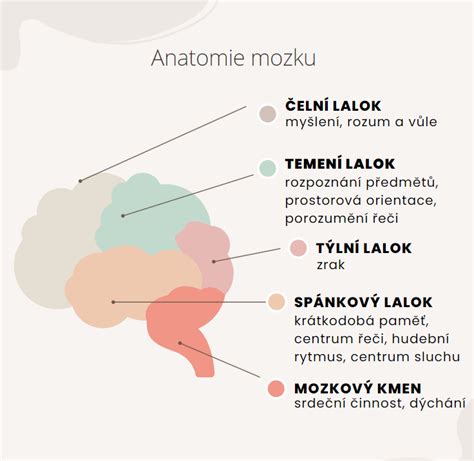 Detailná schéma mozgovej kôry a jej zvrásnenia