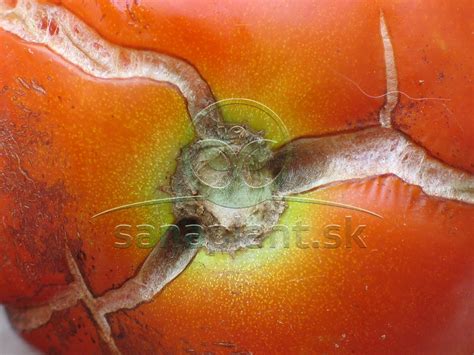 Poškodenie stoniek repky spôsobené krytonosom repkovým (praskanie a krútenie)