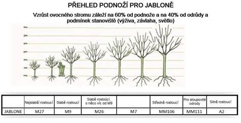 schéma: porovnanie rastu marhuľových podpníkov