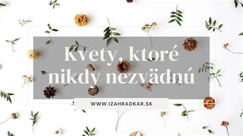 Zväzky yzopu lekárskeho pripravené na sušenie