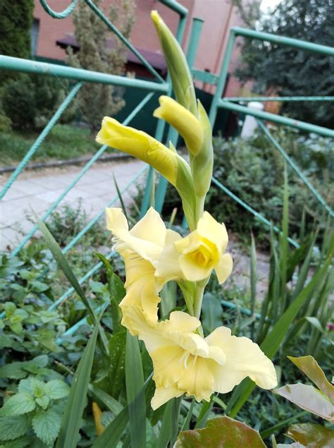 Náčrt správneho uloženia cibuliek gladiol na zimu