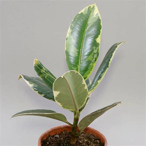 Detailná fotografia listov Ficus elastica Tineke s bielym panašovaním