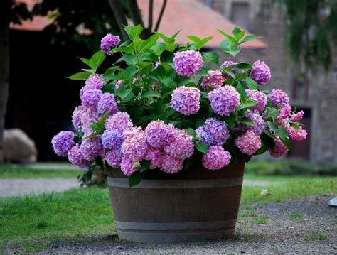 Schéma umiestnenia hortenzie v záhrade s vyznačením polotieňa a optimálnej vzdialenosti od iných rastlín