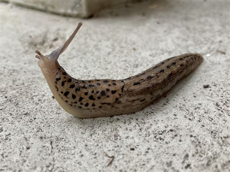 Tematické foto slizniaka veľkého (Limax maximus) na liste