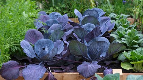 Ilustrácia správneho preriedenia mrkvových sadeníc v záhone