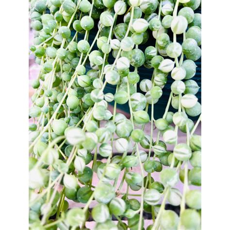 Detail listov starčeka previsnutého (Senecio rowleyanus) pripomínajúcich perly.