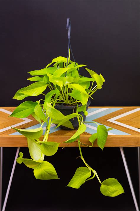 Starček zasadený v závesnom kvetináči, ktorý zdôrazňuje jeho prevísavý rast.