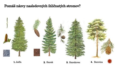 ilustrácia ihličnatých drevín: jedľa a smrek