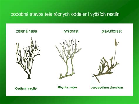 Schéma fylogenetického vývoja výtrusných rastlín od zelených rias až po dnešné papraďorasty