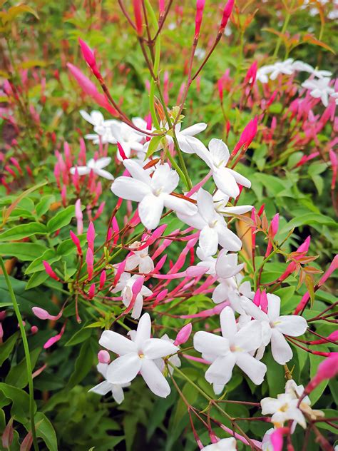 Detail kvetov jazmínu mnohokvetého (Jasminum polyanthum)