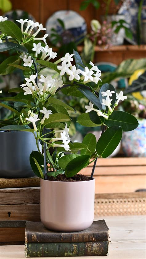 Fotografia Vencevca kvetnatého (Stephanotis floribunda) na opore